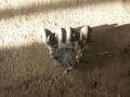 Коллектор впускной 051129713 AUDI 80 (B4) Коллектор впускной 051129713 AUDI 80 (B4)