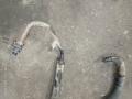 Шланг гидроусилителя CHERY Fora (A21) Шланг гидроусилителя CHERY Fora (A21)