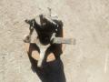Кулак поворотный правый 517161C010 HYUNDAI GETZ 02-11 Кулак поворотный правый 517161C010 HYUNDAI GETZ 02-11
